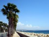 Larnaca Seafront Palmtrees