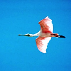 Flamingo Flamingo